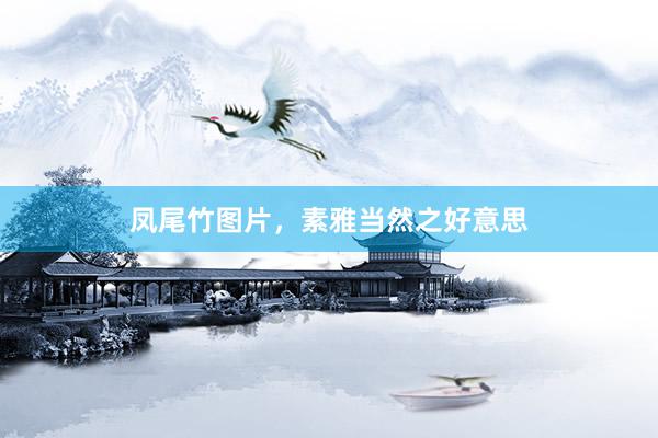 凤尾竹图片，素雅当然之好意思